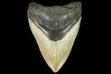 Fossil Megalodon Tooth - North Carolina #109541-1